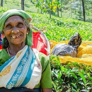 Sri Lanka Ve Yala Ulusal Parki 2025 Nisan