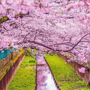 Sakura Doneminde Japonya Turu 492